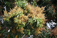 Mangifera indica